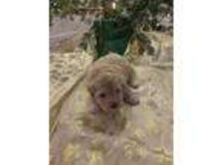 Havanese Puppy for sale in Midlothian, VA, USA
