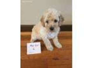 Goldendoodle Puppy for sale in Leicester, NC, USA