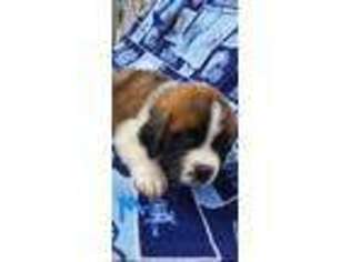 Saint Bernard Puppy for sale in Virginia Beach, VA, USA