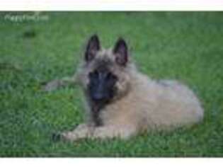 Belgian Tervuren Puppy for sale in South Point, OH, USA