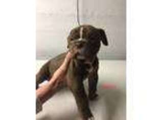 Alapaha Blue Blood Bulldog Puppy for sale in Huntington, WV, USA