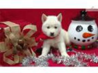 Siberian Husky Puppy for sale in Lynchburg, VA, USA