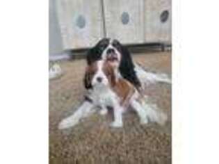 Cavalier King Charles Spaniel Puppy for sale in San Diego, CA, USA
