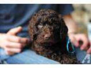 Labradoodle Puppy for sale in OREGON CITY, OR, USA