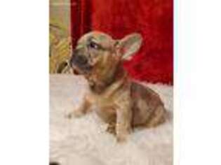 French Bulldog Puppy for sale in Desert Hot Springs, CA, USA