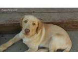 Labrador Retriever Puppy for sale in Biggs, CA, USA