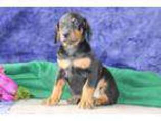 Doberman Pinscher Puppy for sale in Delta, PA, USA
