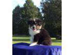 Australian Shepherd Puppy for sale in Americus, GA, USA