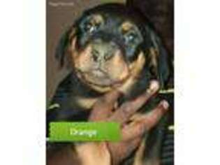 Rottweiler Puppy for sale in Cleveland, OH, USA