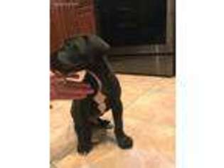 Great Dane Puppy for sale in Emerson, IA, USA