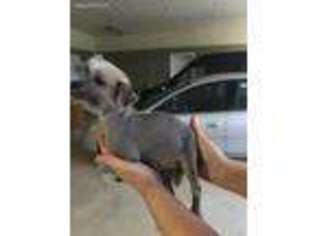 Chinese Crested Puppy for sale in Eastman, GA, USA