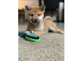 Shiba Inu Puppy for sale in New Castle, DE, USA