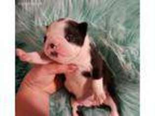 Boston Terrier Puppy for sale in Louisville, KY, USA