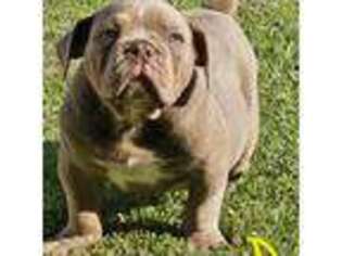 Olde English Bulldogge Puppy for sale in Williamsburg, KY, USA