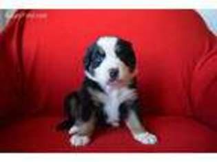 Bernese Mountain Dog Puppy for sale in Grand Junction, CO, USA