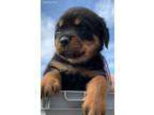 Rottweiler Puppy for sale in Burley, ID, USA