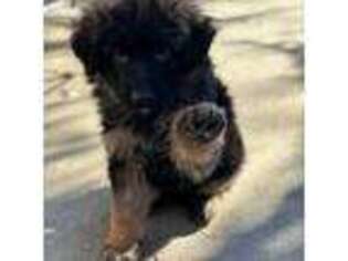 German Shepherd Dog Puppy for sale in Loveland, CO, USA