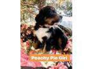 Bernese Mountain Dog Puppy for sale in Elm City, NC, USA
