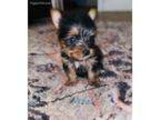 Yorkshire Terrier Puppy for sale in Holly Springs, MS, USA