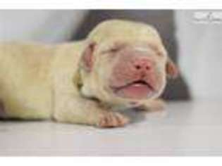 Labrador Retriever Puppy for sale in Chicago, IL, USA