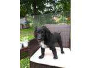 Goldendoodle Puppy for sale in Binghamton, NY, USA
