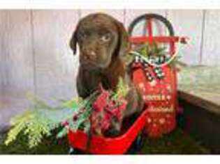 Labrador Retriever Puppy for sale in Bloomington, IN, USA