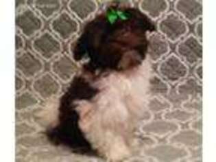 Havanese Puppy for sale in Plainwell, MI, USA
