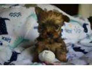 Yorkshire Terrier Puppy for sale in Beebe, AR, USA