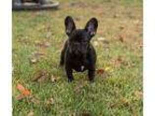 French Bulldog Puppy for sale in Landing, NJ, USA