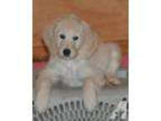 Goldendoodle Puppy for sale in SUNSET, SC, USA