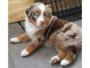 Australian Shepherd Puppy for sale in Guthrie, OK, USA