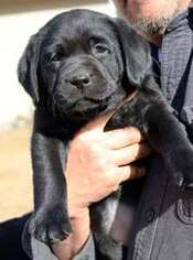 Labrador Retriever Puppy for sale in Victor, MT, USA
