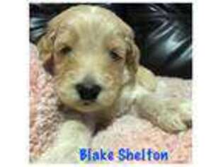 Goldendoodle Puppy for sale in Collinsville, AL, USA