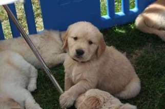Golden Retriever Puppy for sale in Miamisburg, OH, USA