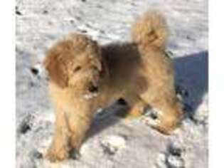 Labradoodle Puppy for sale in Burton, OH, USA