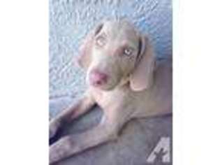 Weimaraner Puppy for sale in BROOKSVILLE, FL, USA