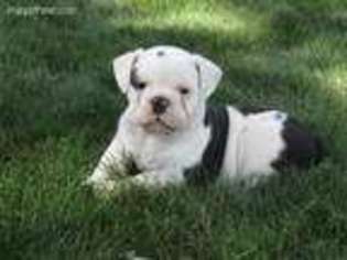 Olde English Bulldogge Puppy for sale in Goshen, IN, USA