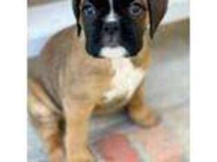 Boxer Puppy for sale in Monument, CO, USA