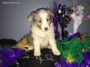 Shetland Sheepdog Puppy for sale in Eden, NC, USA
