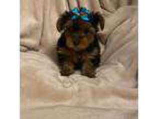 Yorkshire Terrier Puppy for sale in Mims, FL, USA
