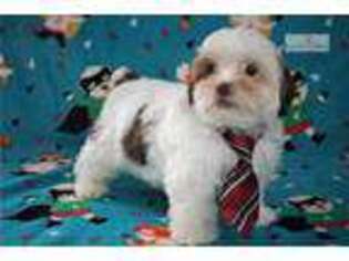 Shorkie Tzu Puppy for sale in Tyler, TX, USA