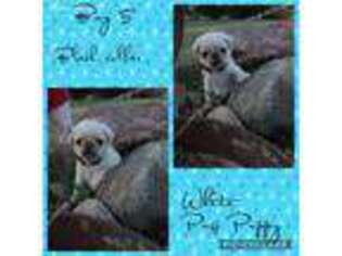 Pug Puppy for sale in Wild Rose, WI, USA