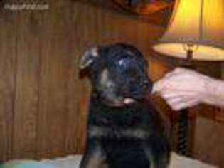 German Shepherd Dog Puppy for sale in Dawson Springs, KY, USA