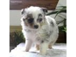 Miniature Australian Shepherd Puppy for sale in Williamsburg, IN, USA