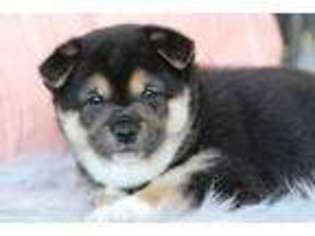 Shiba Inu Puppy for sale in Hughesville, MO, USA