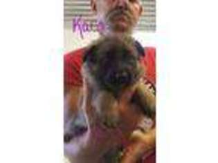 German Shepherd Dog Puppy for sale in Watts, OK, USA