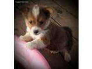 Pembroke Welsh Corgi Puppy for sale in Camden, AR, USA
