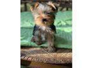 Yorkshire Terrier Puppy for sale in Ohatchee, AL, USA