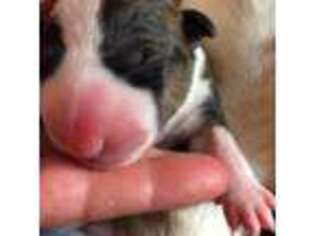 Bull Terrier Puppy for sale in Mustang, OK, USA