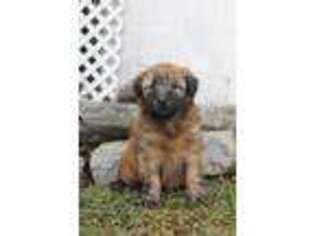 Soft Coated Wheaten Terrier Puppy for sale in Lancaster, PA, USA